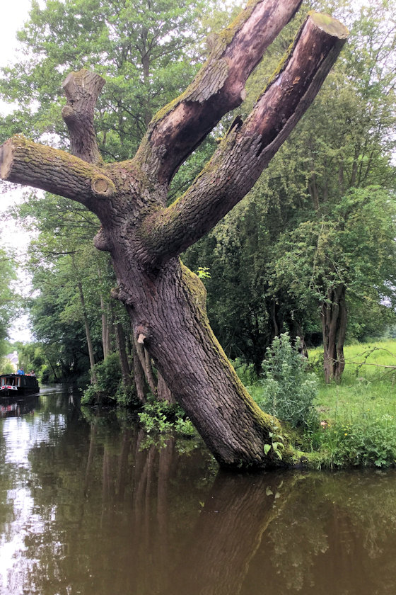 Old Man of the Trees photograph